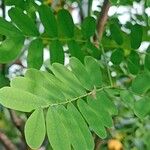 Caesalpinia pulcherrima Blatt