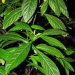 Pachystachys lutea Blad