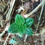 Pilea umbellata Лист