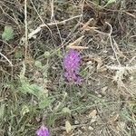 Vicia monantha Hàbitat