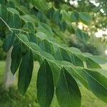 Gymnocladus dioicus Leaf