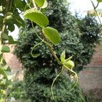 Cissus rotundifolia Blad