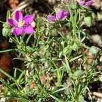 Spergularia purpurea Blatt