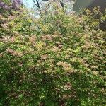 Rhododendron canescens Yeri