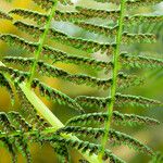 Athyrium filix-femina Ffrwyth