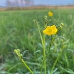 Ranunculus acrisFlower