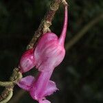 Drymonia conchocalyx Blomma