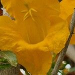 Tecomella undulata Квітка