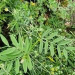 Vicia bithynica Leaf