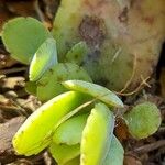 Kalanchoe gastonis-bonnieri Levél