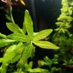 Hygrophila polysperma Hostoa