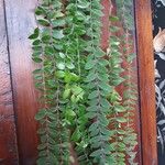 Columnea microphylla Leaf