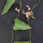 Aristolochia triangularis Feuille