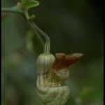 Aristolochia californica Blüte