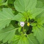 Nicandra physalodesبرگ