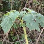 Solanum viarum Levél