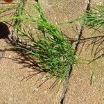 Equisetum arvenseLeaf