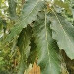 Quercus libani Leaf