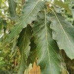 Quercus libani ഇല