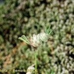 Trifolium saxatile Sonstige