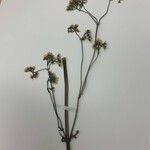 Scirpus hattorianus その他の提案