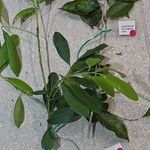 Ilex paraguariensis Leht