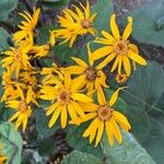 Ligularia dentataFlower