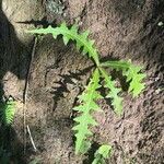 Sonchus congestus Blatt