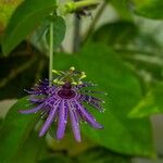 Passiflora subrotunda Λουλούδι