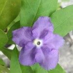 Brunfelsia pauciflora Flor