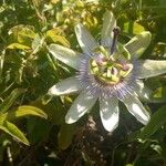 Passiflora caeruleaBlodyn