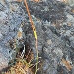 Heteropogon contortus Flower