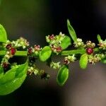 Chenopodium polyspermum Frukt