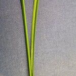 Carex vesicaria Leaf