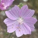 Malva tournefortiana Flower