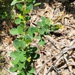 Lespedeza hirta Leaf