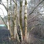 Alnus incana Escorça
