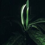 Dieffenbachia elegans