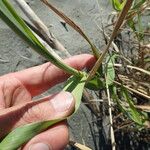 Phragmites karka Liść