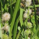 Sparganium emersum Fula