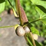 Dioscorea oppositifolia 果實