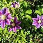 Clematis florida Blomst