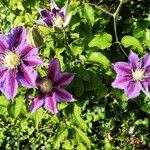 Clematis florida Kvet
