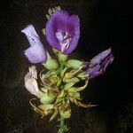 Clitoria fairchildiana Цвят