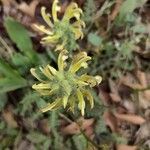 Pedicularis canadensis 花