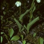 Cypripedium passerinum Hábito