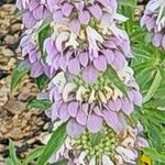 Monarda pectinata Flower