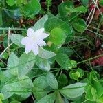 Lysimachia europaea Leht