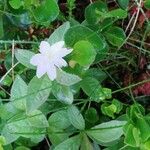 Lysimachia europaea Frunză