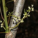 Bursera simaruba ശീലം